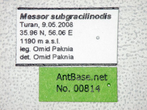 Messor subgracilinodis Arnol'di, 1969 Label