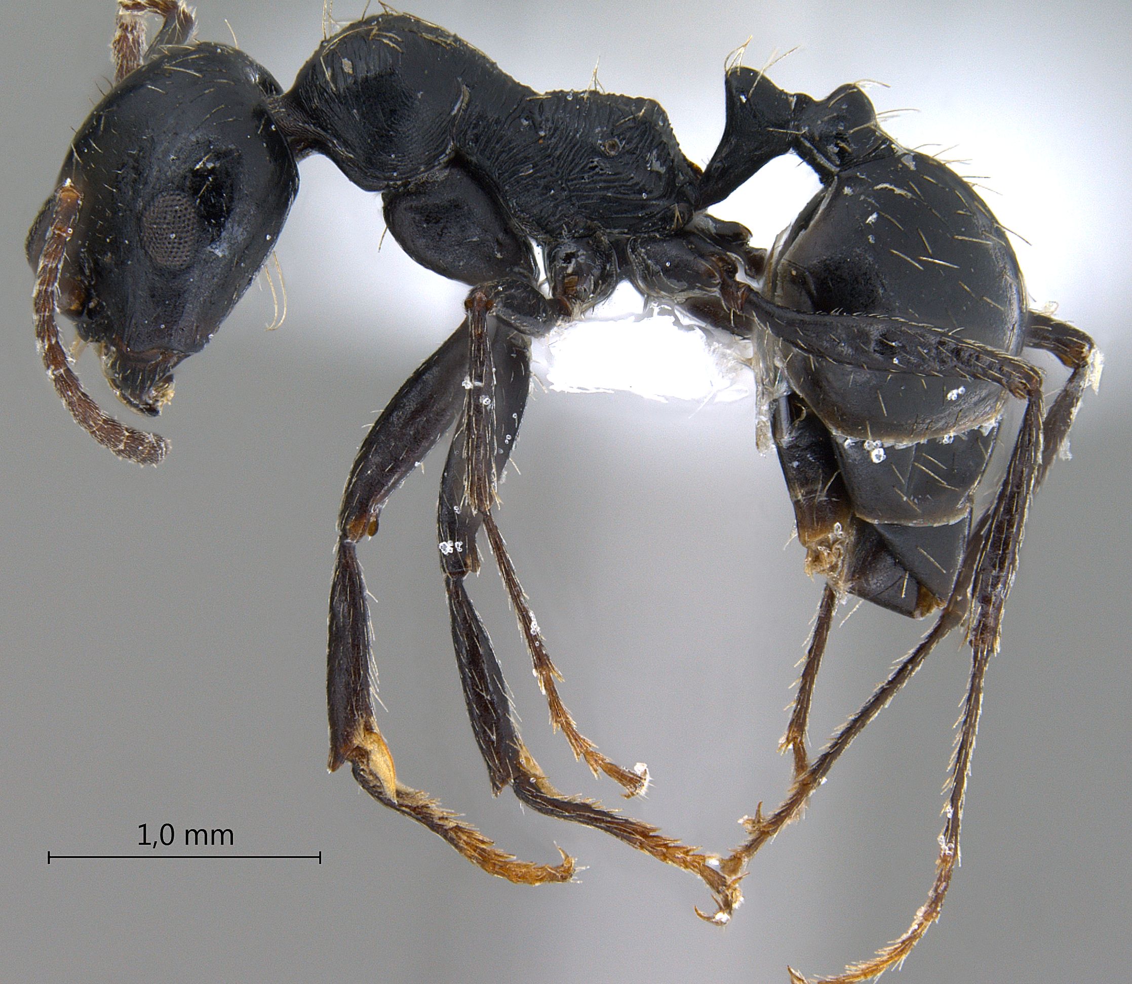 Foto Messor subgracilinodis Arnol'di, 1969 lateral