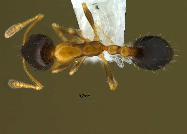 Monomorium floricola Jerdon,1851 dorsal