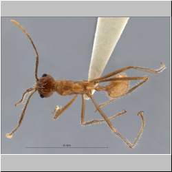 Myrmicaria arachnoides (F.Smith, 1857) dorsal