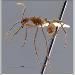 Myrmicaria arachnoides (F.Smith, 1857) lateral
