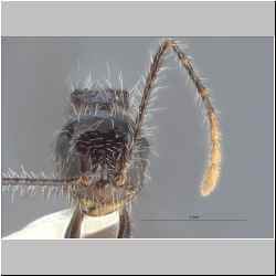 Myrmicaria birmana Forel, 1902 frontal
