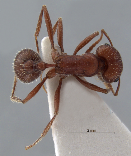 Pogonomyrmex salinus Olsen, 1984 dorsal