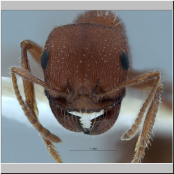 Pogonomyrmex salinus Olsen, 1984 frontal