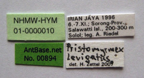 Pristomyrmex levigatus Emery, 1897 Label