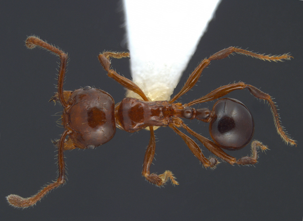 Pristomyrmex lucidus Emery, 1897 dorsal