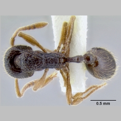 Stenamma jhitingriense Bharti et al., 2012 dorsal