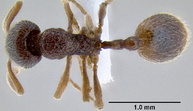 Stenamma wilsoni Bharti et al., 2012 dorsal