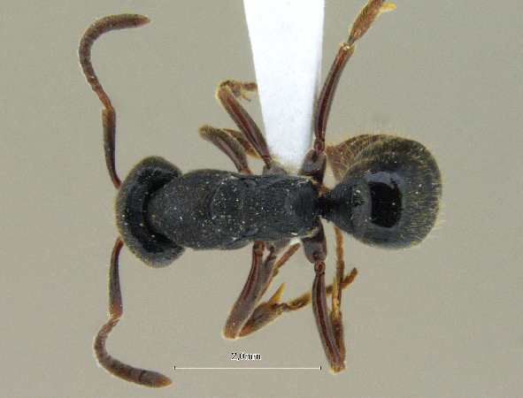 Ectomomyrmex striolatus Donisthorpe, 1933 dorsal