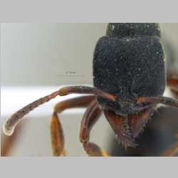 Ectomomyrmex striolatus Donisthorpe, 1933 frontal