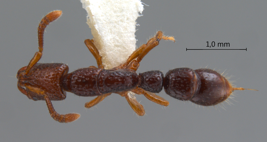 Myopias sp. Brown dorsal