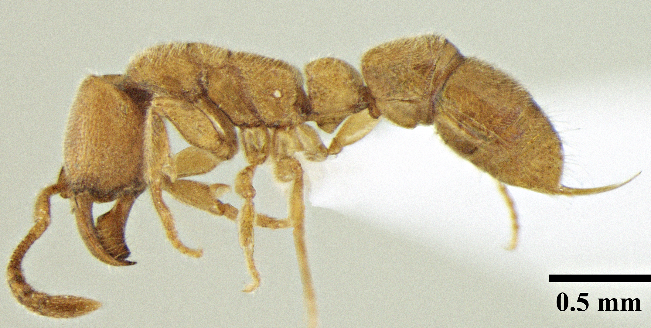 Foto Myopias shivalikensis Bharti & Wachkoo, 2012 lateral