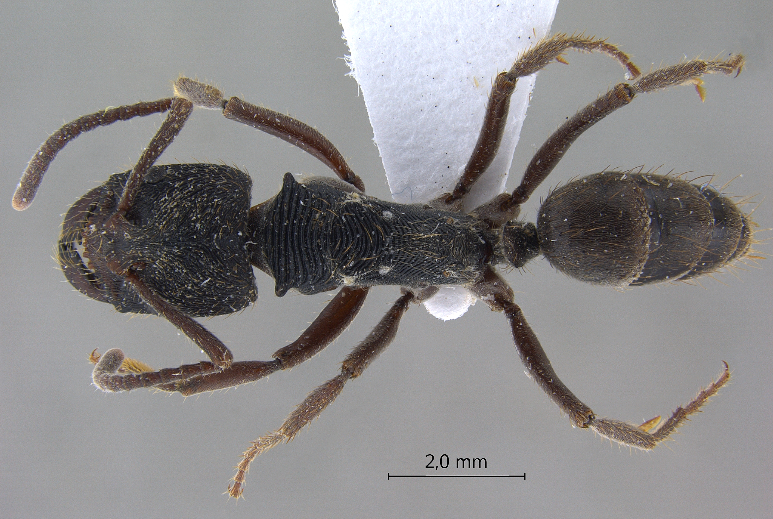 Foto Odontoponera denticulata Smith, 1858 dorsal