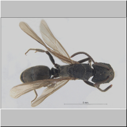 Odontoponera denticulata Smith, 1858 dorsal