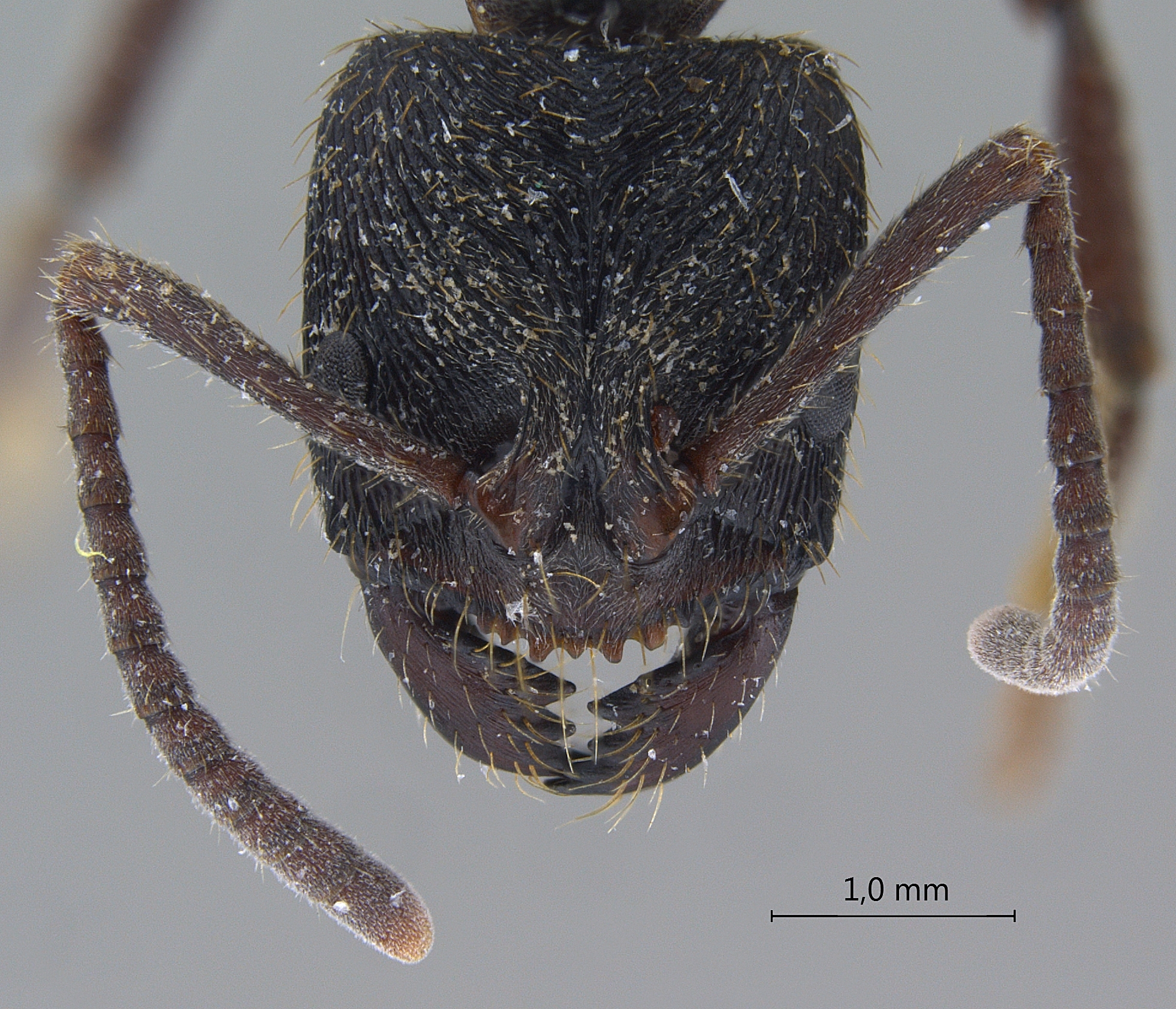 Foto Odontoponera denticulata Smith, 1858 frontal