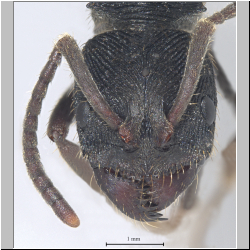 Odontoponera denticulata Smith, 1858 frontal