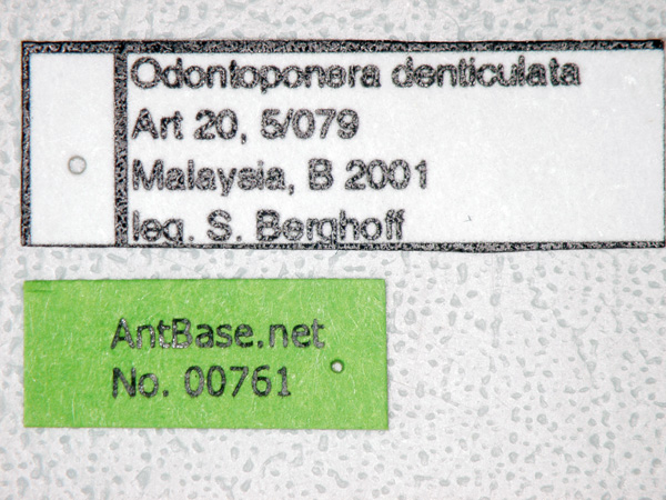 Foto Odontoponera denticulata Smith, 1858 Label