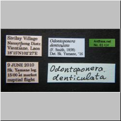 Odontoponera denticulata Smith, 1858 Label