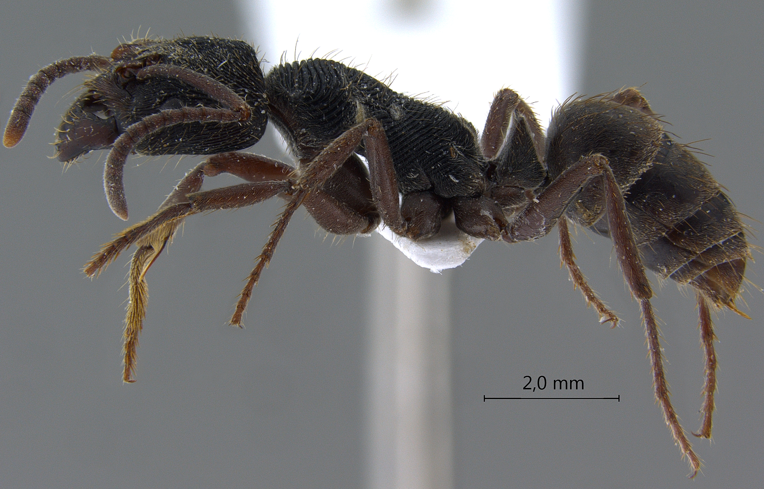 Foto Odontoponera denticulata Smith, 1858 lateral