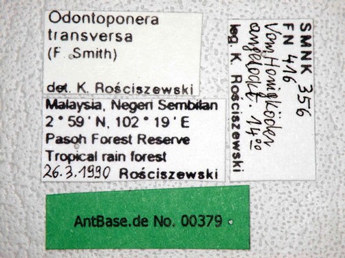 Odontoponera transversa Smith, 1857 Label