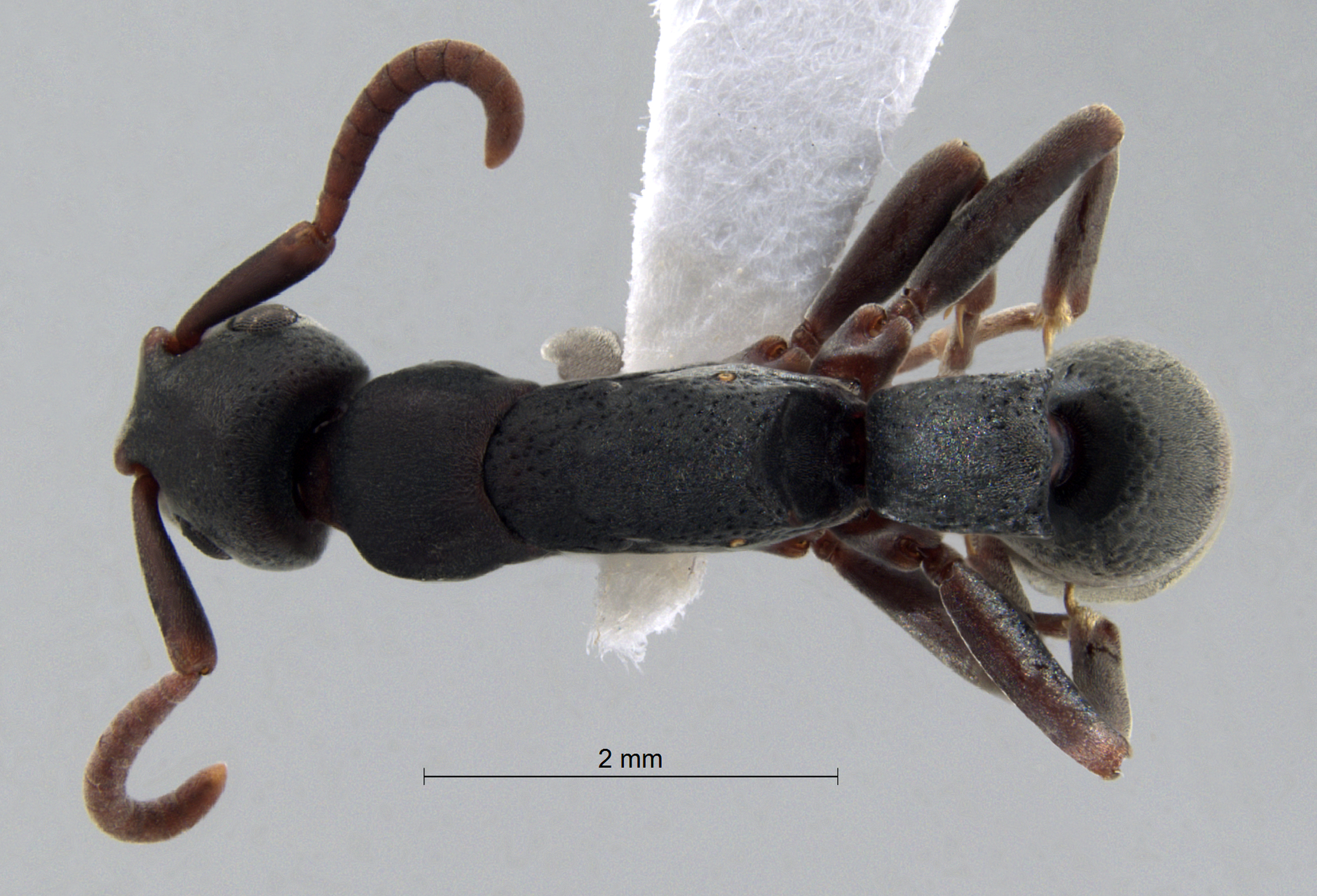 Foto Platythyrea punctata (Smith), 1858 dorsal