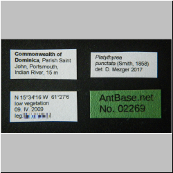 Platythyrea punctata (Smith), 1858 Label