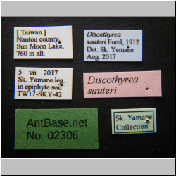 Discothyrea sauteri Forel, 1912 Label