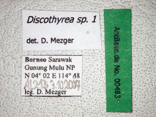 Discothyrea sp. 1 Label
