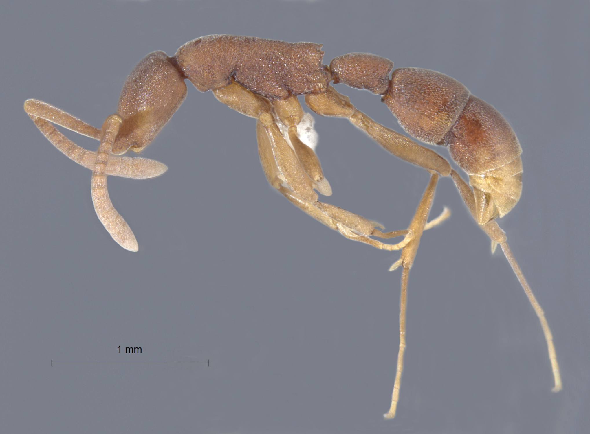 Foto Probolomyrmex longiscapus Xu & Zeng, 2000 lateral