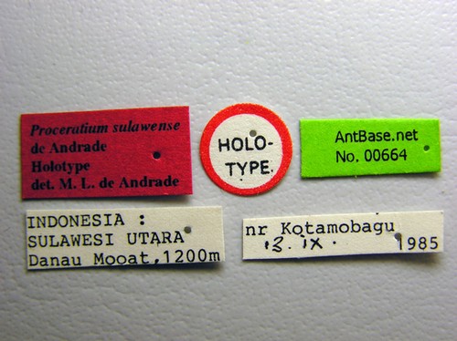 Proceratium sulawense De Andrade, 2003 Label