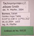 Technomyrmex albipes Smith, 1861 Label