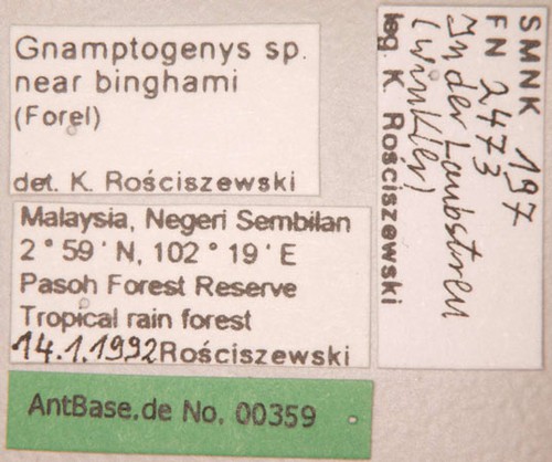 Gnamptogenys sp. near binghamii queen Forel,1900 unbekannt