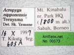 Acropyga nipponensis Terayama, 1985 Label