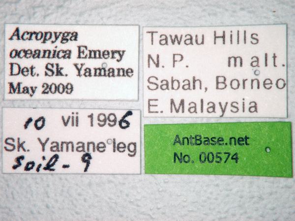 Acropyga oceanica Emery, 1900 Label