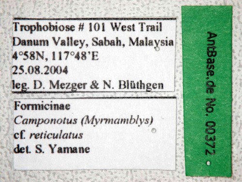 Camponotus reticulatus Roger, 1863 Label