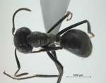Camponotus sp 69 of SKY S.Yamane dorsal