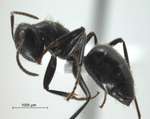 Camponotus sp 69 of SKY S.Yamane lateral