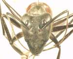 Camponotus gigas Latreille,1802 frontal