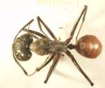 Camponotus gigas Latreille,1802 dorsal