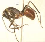 Camponotus gigas Latreille,1802 lateral
