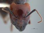 Camponotus gilviceps Roger, 1857 frontal