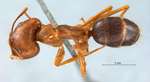 Camponotus maculatus pallidus dorsal