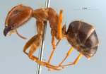 Camponotus maculatus pallidus lateral