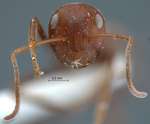 Camponotus saundersi Emery, 1889 frontal