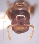 Cladomyrma maryatiae Agosti, Moog, Maschwitz, 1999 frontal