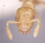 Cladomyrma maschwitzi Agosti, 1991 frontal