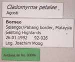 Cladomyrma petalae Agosti, 1991 Label