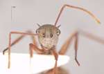 Polyrhachis 1 frontal