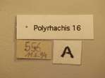 Polyrhachis 16 Label