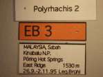 Polyrhachis 2 Label